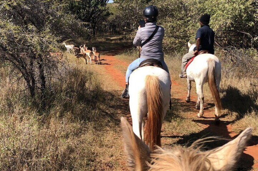 Viewing Antelope on the Horseback Safari