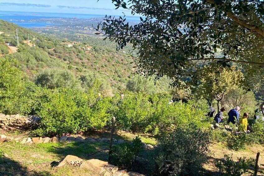 Olbia: visit a myrtle-making factory with tasting 3