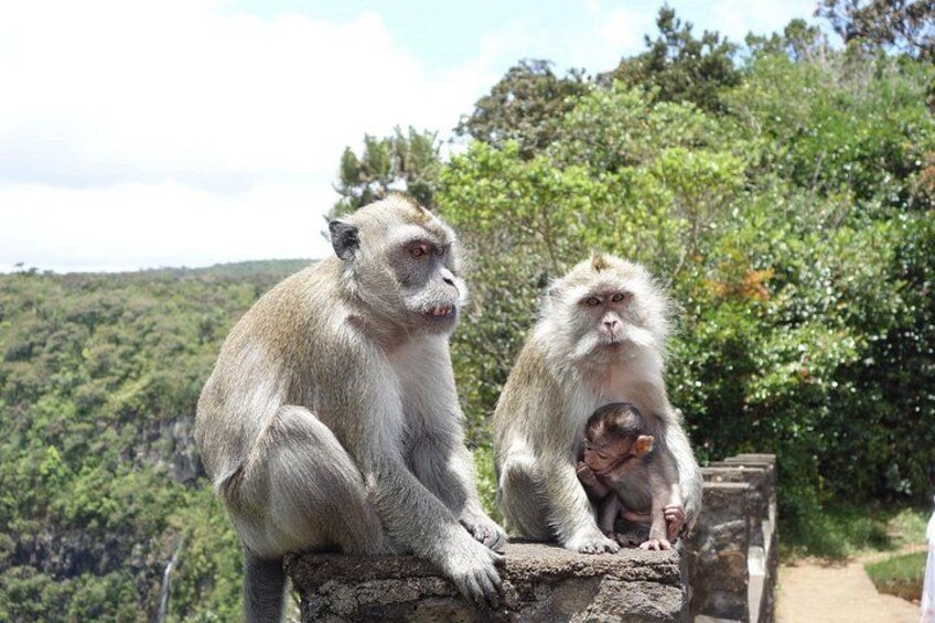 Dos monos sentados en un saliente de piedra con un paisaje boscoso al fondo. 4
