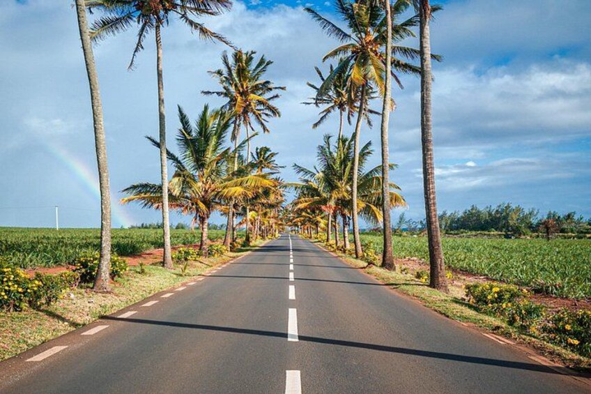 South of Mauritius :Full day package including Chamarel Coloured earth & lunch 4