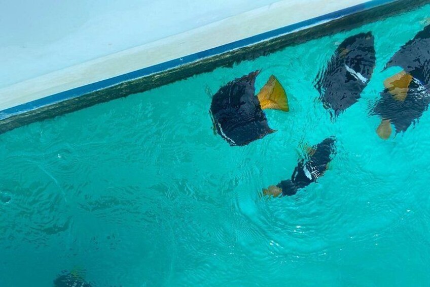 Snorkel & Playa nopalera • Small Group Tour • Punta Mita 1
