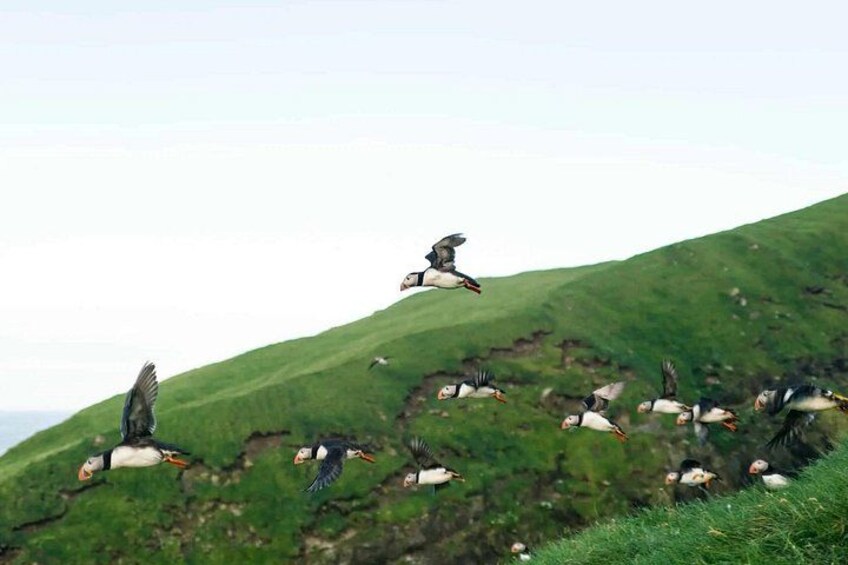Puffins en una colina cubierta de hierba. 1
