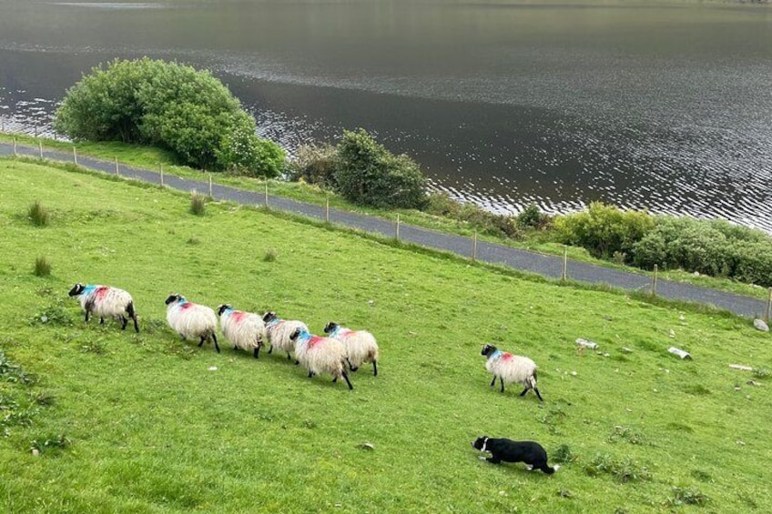Sheepdog in action herding some sheep 2