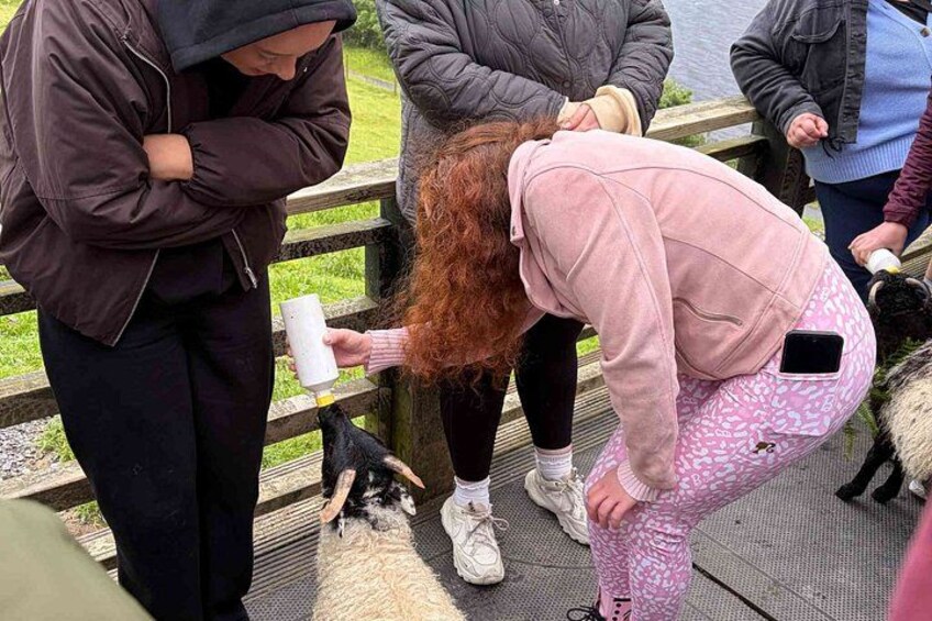 Small Group Kylemore Abbey, Sheepdog Demo & Connemara Tour 2