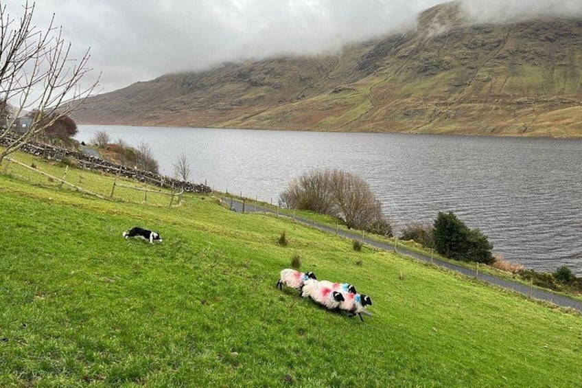 Watch a trained sheepdog at work 1