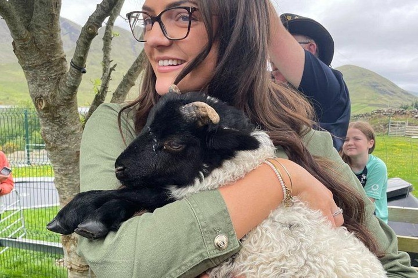 What's a sheepdog demo without a baby lamb? 3