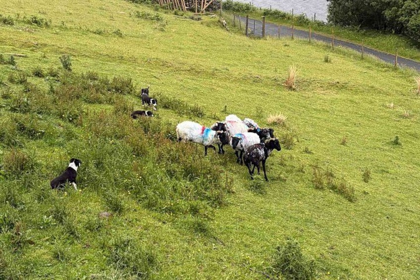 Small Group Kylemore Abbey, Sheepdog Demo & Connemara Tour 2