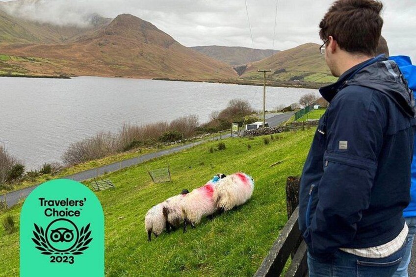 Sheepdog demonstration in the Connemara Mountains 4