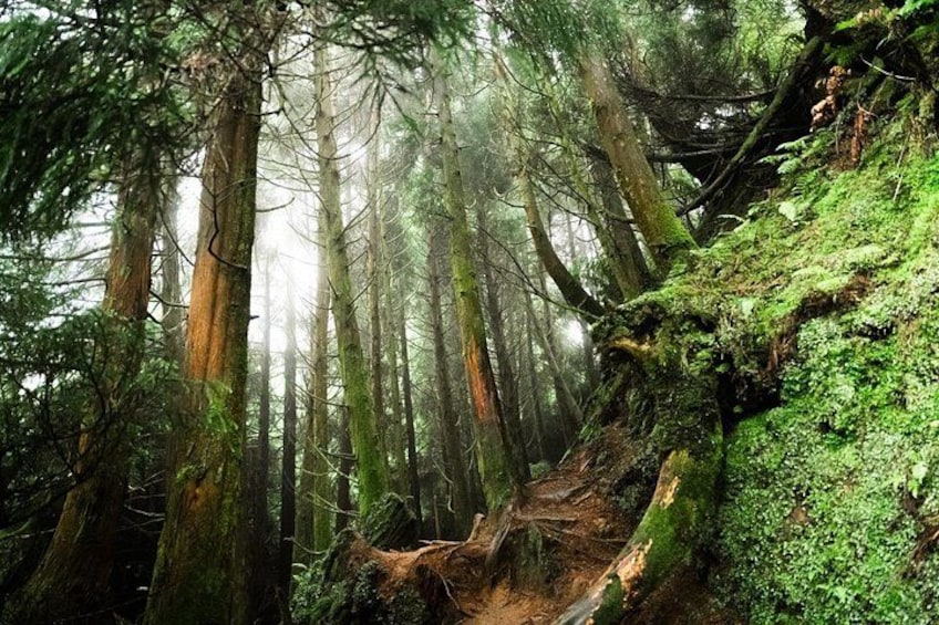 A dense forest with tall trees, a moss-covered slope, and a fallen tree. 4