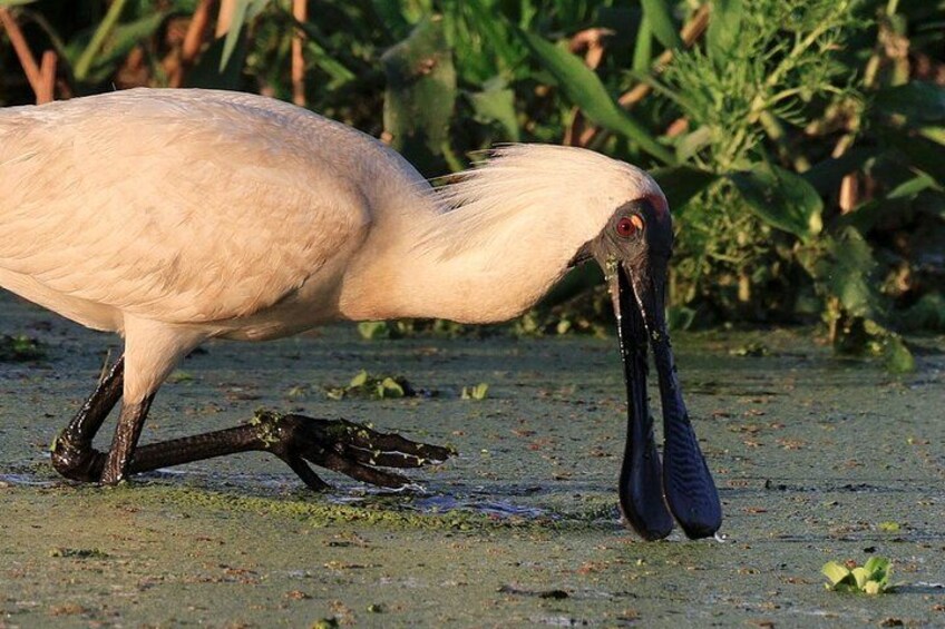 LookAbout Darwin, Wetlands & Wildlife Premium Tour - Max 6 Guests 4