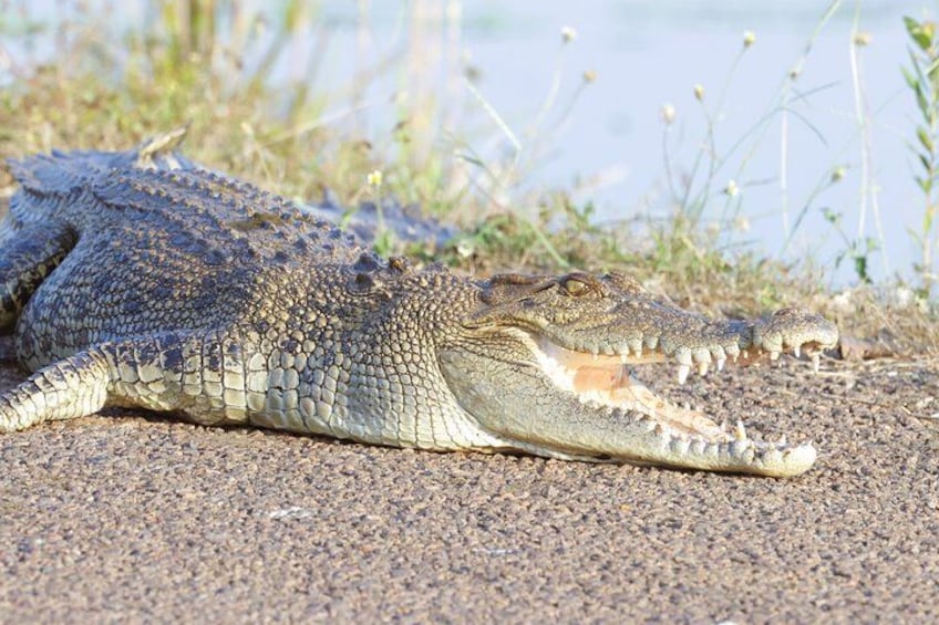 LookAbout Darwin, Wetlands & Wildlife Premium Tour - Max 6 Guests 5