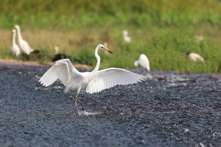 LookAbout Darwin, Wetlands & Wildlife Premium Tour - Max 6 Guests 3