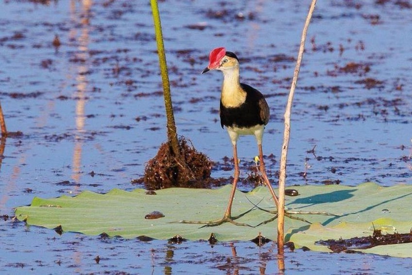 Un uccello in piedi su un ninfea in uno specchio d'acqua. 4