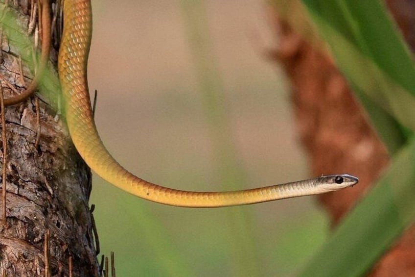Una serpiente sobre una rama de árbol. 3