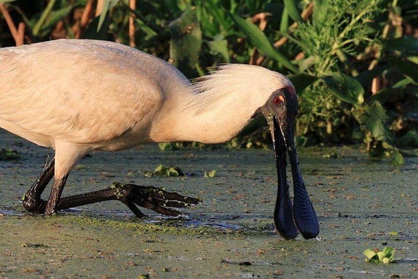 LookAbout Darwin, Wetlands & Wildlife Premium Tour - Max 6 Guests 5