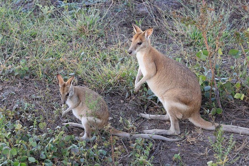 LookAbout Darwin, Wetlands & Wildlife Premium Tour - Max 6 Guests 5