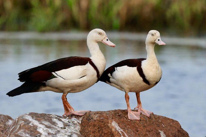 LookAbout Darwin, Wetlands & Wildlife Premium Tour - Max 6 Guests 3