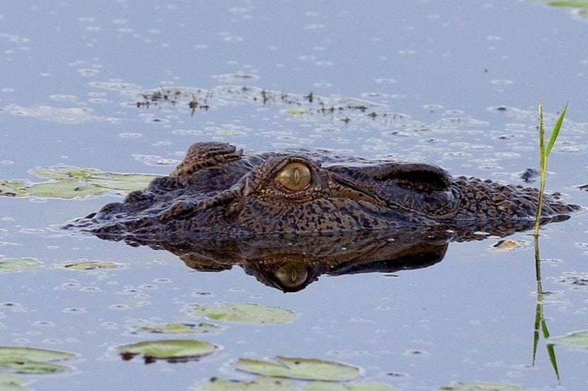 A crocodile partially submerged in water with lily pads and a single green plant. 2