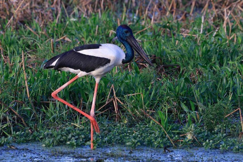 Un uccello dal collo lungo e dalle zampe rosse in acque poco profonde. 2