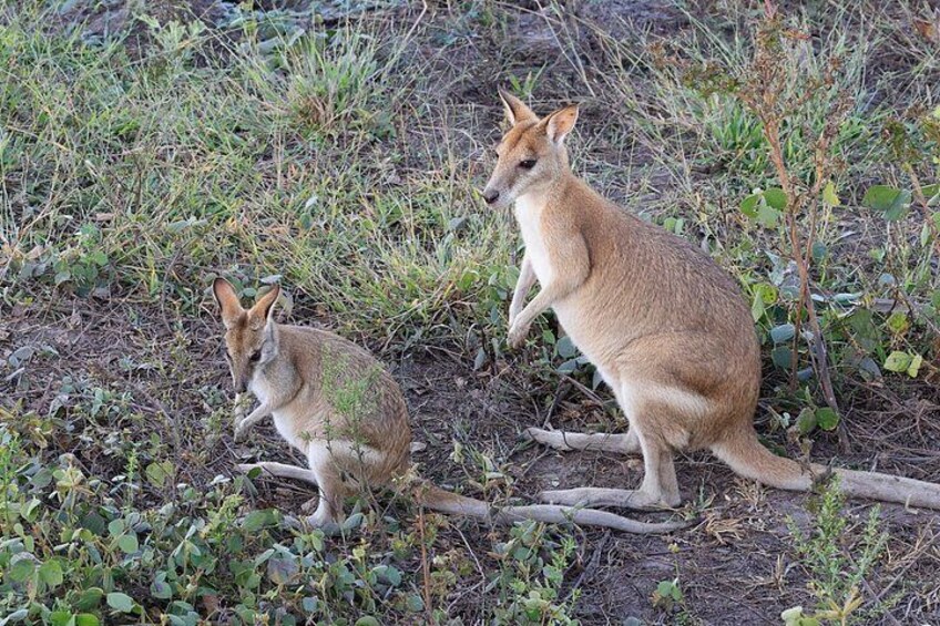 LookAbout Darwin, Wetlands & Wildlife Premium Tour - Max 6 Guests 2