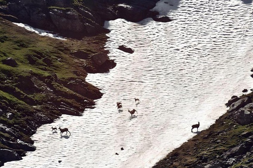 Black goats 2