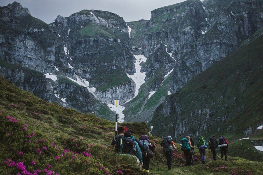 Rhododendrons in Bucegi Natural Park 1
