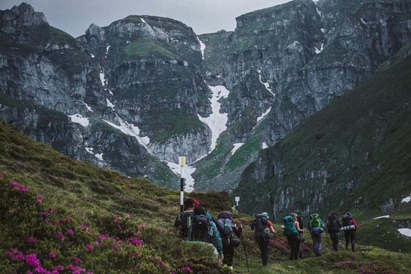 Rhododendrons in Bucegi Natural Park 1