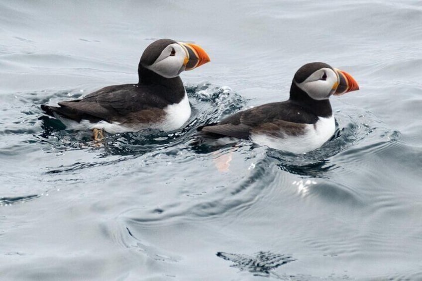 Two puffins swimming in water. 1