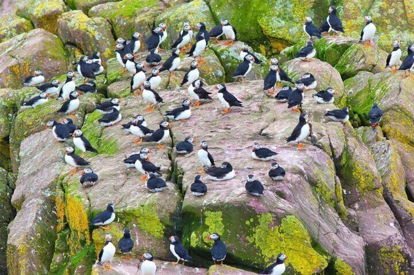 A group of puffins on rocky terrain with green moss. 5