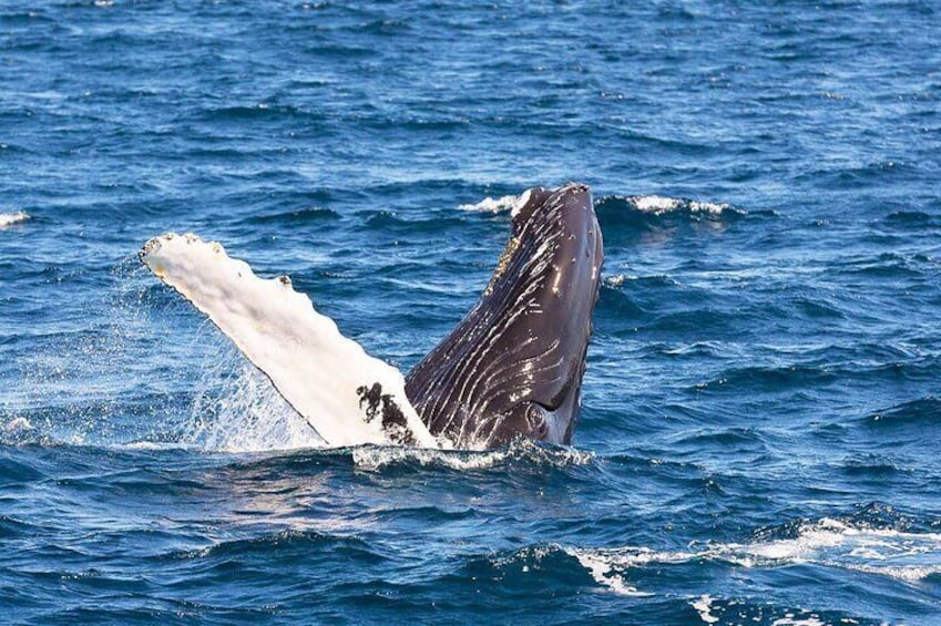 A whale breaching with its tail and underside visible above the water. 3
