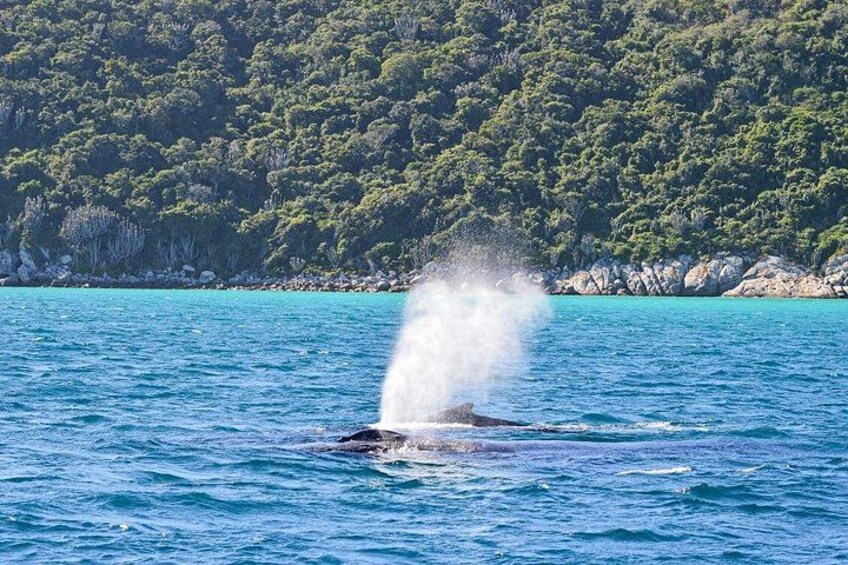 Possible to see whales and dolphins 4
