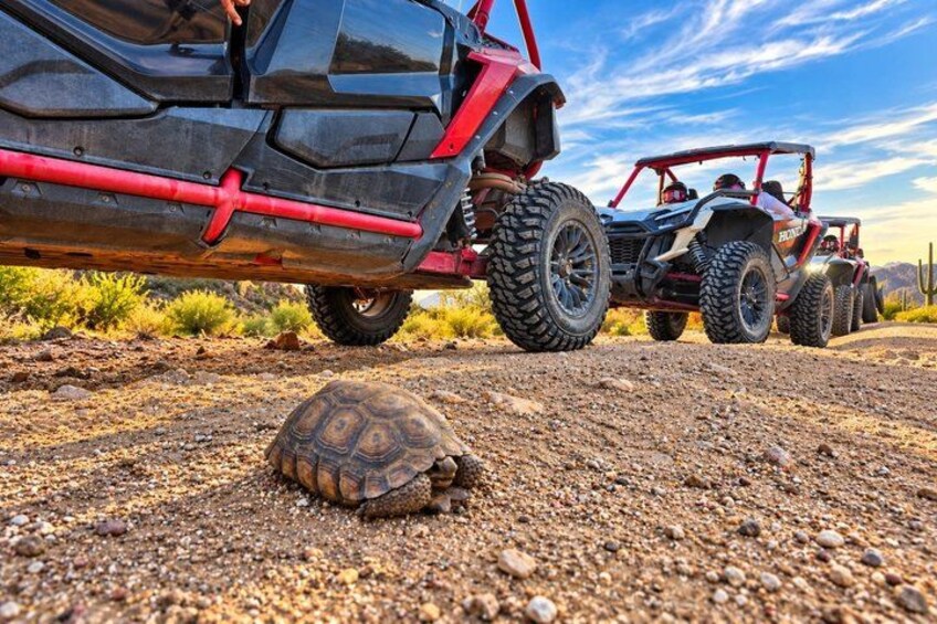 A desert landscape with a tortoise on the ground and two off-road vehicles in the background. 5