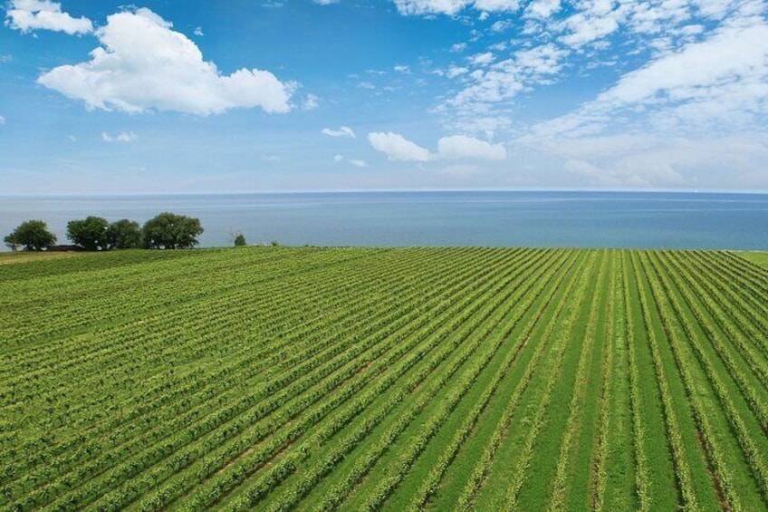A vast vineyard with rows of grapevines extending towards a body of water under a partly cloudy sky. 2