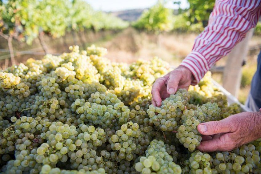 A person handling bunches of green grapes in a vineyard. 4
