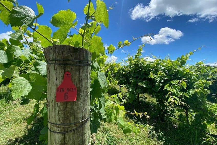 A vineyard with rows of grapevines and a wooden post with a red sign. 3