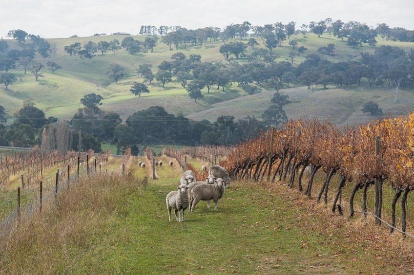 A vineyard with rows of grapevines and a few sheep grazing in the foreground. 2