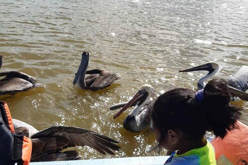A group of pelicans swimming in a body of water. 4