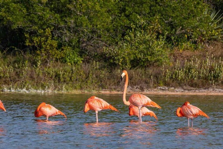 Flamingos at the Sisal mangroves 3