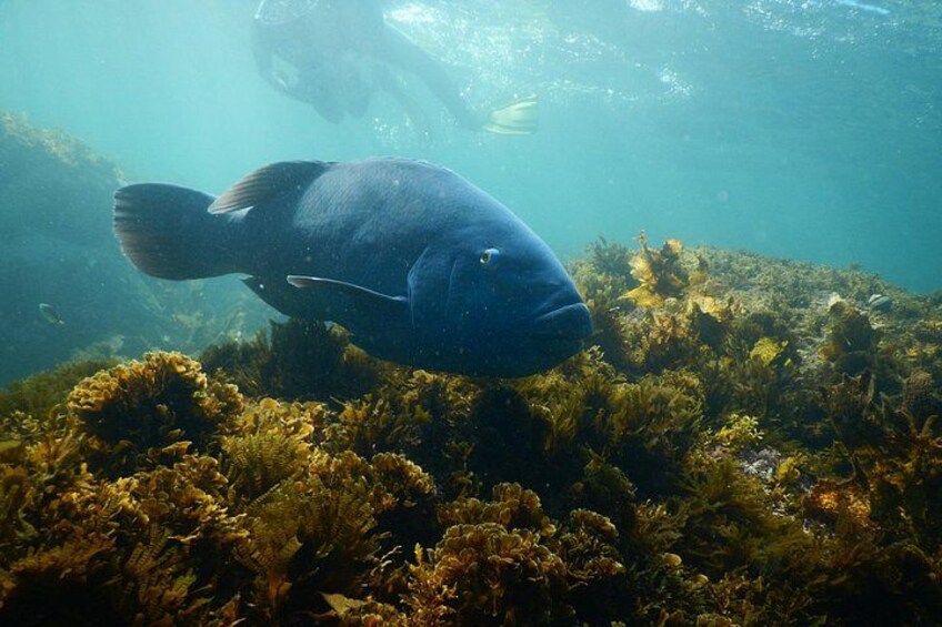 A large fish swimming near a coral reef with a diver in the background. 3