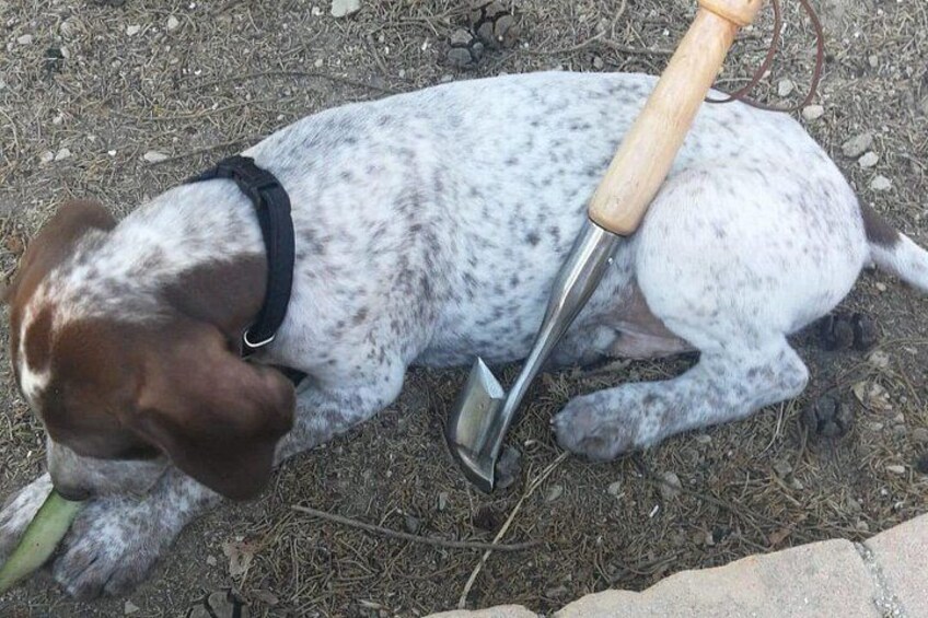 2 hours Private Activity - Truffle hunting in Assisi 4