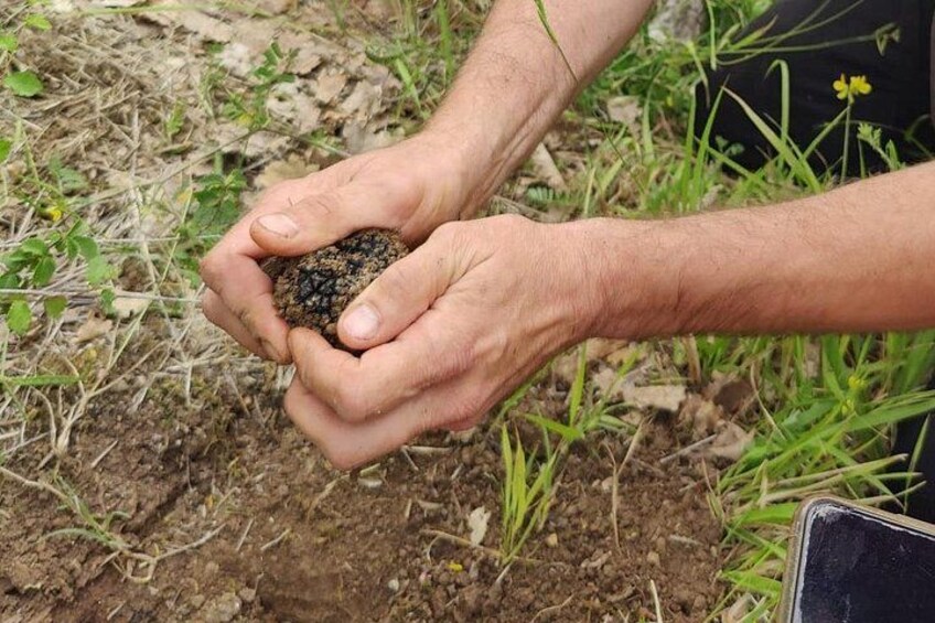 2 hours Private Activity - Truffle hunting in Assisi 5