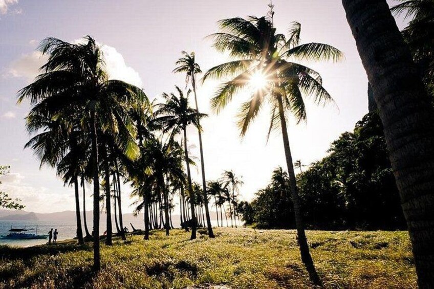 A beach with palm trees and a clear sky. 4
