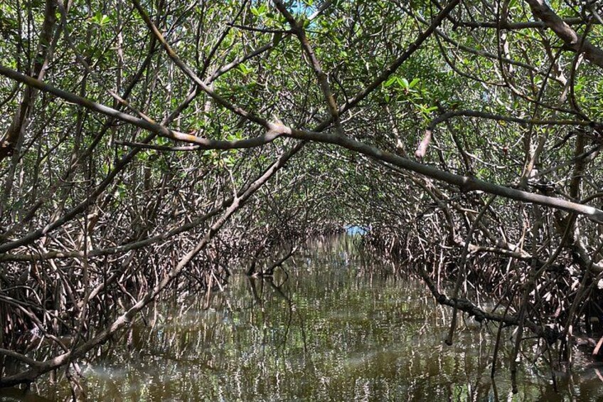 Ein Mangrovenwald mit dichtem Wurzelwerk und Ästen im Wasser. 4
