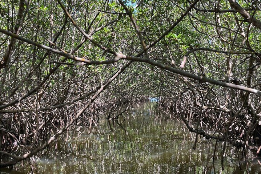 A mangrove forest with dense roots and branches over water. 5