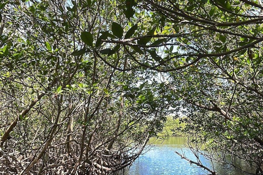 Ein Mangrovenwald mit dichtem Blätterwerk und ruhigem Gewässer. 2