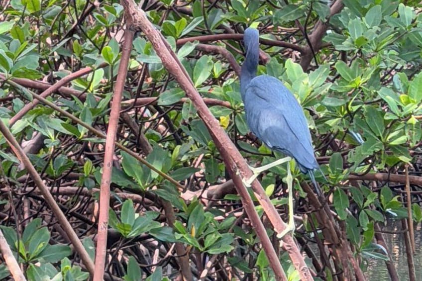 Ein Vogel sitzt auf einem Ast inmitten dichtem Blätterwerk. 3