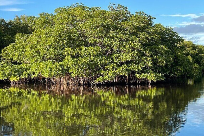 A mangrove forest reflecting in calm water under a clear sky. 2