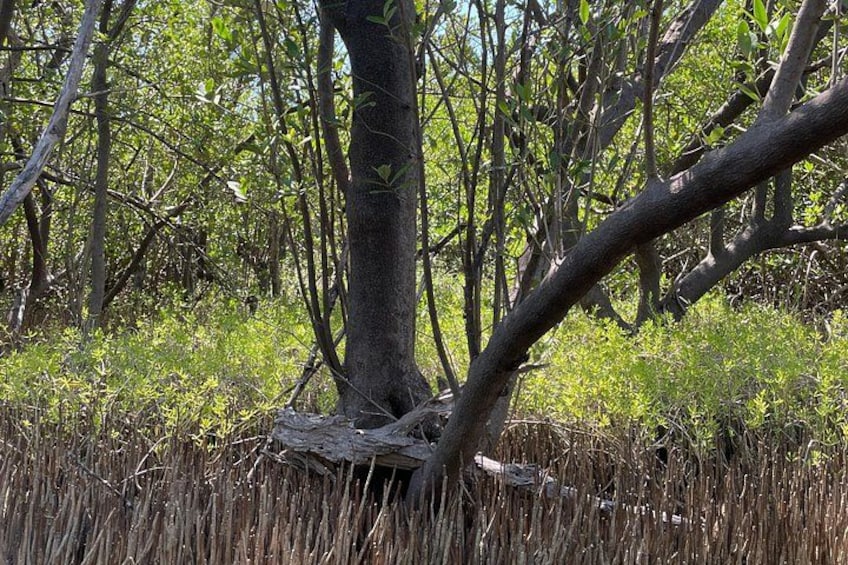 Ein Baum mit gebrochenem Stamm in einer grünen Wiese. 5