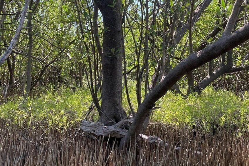 Black mangroves 5