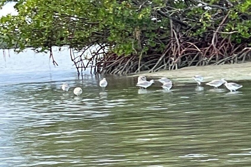 Wading birds 4
